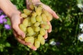 Harvesting grapes. Farmer holding in hands fresh white grapes for making wine. Harvesting grapes by hand. Royalty Free Stock Photo