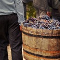 Harvesting grapes