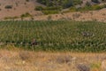 Harvesting of grapes