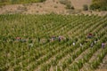 Harvesting of grapes