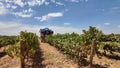 Harvesting grapes with a mechanical machine in the Swartland region of the Western Cape.