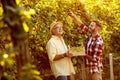 Harvesting grapes in vineyard - happy father and son