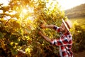 Harvesting grapes in vineyard Royalty Free Stock Photo