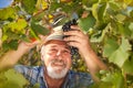 Harvesting Grapes in the Vineyard Royalty Free Stock Photo