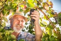 Harvesting Grapes in the Vineyard Royalty Free Stock Photo