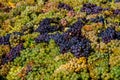 Harvesting grapes