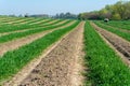 Harvesting of green asparagus on field with rows of ripe organic asparagus vegetables