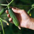 Harvesting: hand plucks a ripe cucumber