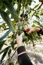 Farmer cutting the avocado stick from the tree with pruning shears