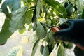 Harvesting hass avocados. Farmer cutting the avocado stick from the tree with pruning shears Royalty Free Stock Photo