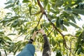 Harvesting hass avocados. Farmer cutting the avocado stick from the tree with pruning shears Royalty Free Stock Photo