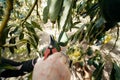 Harvesting hass avocados. Farmer cutting the avocado stick from the tree with pruning shears Royalty Free Stock Photo