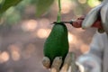 Harvesting hass avocados. Hands cutting the avocado stick from the tree with pruning shears