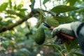 Harvesting organic hass avocados in MÃÂ¡laga Royalty Free Stock Photo