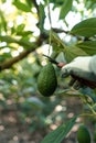 Harvesting hass avocados Royalty Free Stock Photo