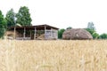 Harvesting. Hay storage for livestock. Wheat field.