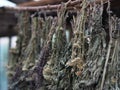 Harvesting herbs for herbal tea Medicinal herbs are tied in bunches and hung under a canopy for drying and further brewing herbal Royalty Free Stock Photo