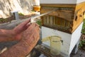 harvesting honey from an automatic bee hive at an apiary in the west indies