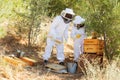 Harvesting honey on a farm