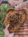 Harvesting a Honeycomb or Nest of Bees or Beehive from the Rooftop