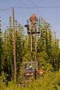 HARVESTING HOPS