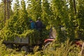 HARVESTING HOPS