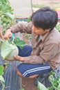 Harvesting the Japanese melon