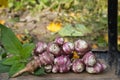 Harvesting Jerusalem artichoke Helianthus tuberosus