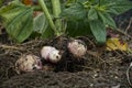 Harvesting Jerusalem artichoke (Helianthus tuberosus