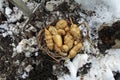 Harvesting Jerusalem artichokes in winter with a digging fork