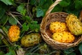 harvesting kiwano in the vegetable garden. man collects jelly melon in a wicker basket