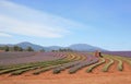 Harvesting Laveder Royalty Free Stock Photo