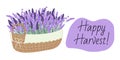 Harvesting lavender. Basket with lavender. Lavender flowers. Concept Happy Harvest.