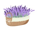 Harvesting lavender. Basket with lavender