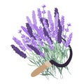 Harvesting lavender. Sickle with lavender