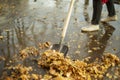 Harvesting leaves in autumn. A man removes the leaves with a shovel. Cleaning the yard