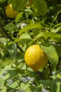 Harvesting lemons, ripe lemon hanging on a branch with leaves on a sunny day. Citrus lemon tree with fruits and leaves Royalty Free Stock Photo