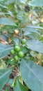 harvesting leunca fruit in the garden Royalty Free Stock Photo