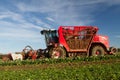 Harvesting and lifting sugar beet in field