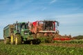 Harvesting and lifting sugar beet in field