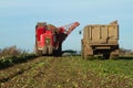 Harvesting and lifting sugar beet in field