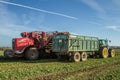 Harvesting and lifting sugar beet in field Royalty Free Stock Photo