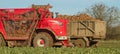 Harvesting and lifting sugar beet in field