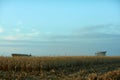 Harvesting the maize crop in fall