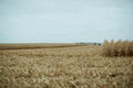 Harvesting maize on a grey cloudy day