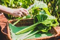 Harvesting of mangel or chard into a basket