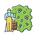 harvesting manual olive berries color icon vector illustration