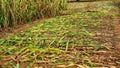 After harvesting millet or Pennisetum glaucum crop, farmers keep it to dry in the field for a few days