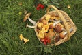 Harvesting mushrooms of boletus and chanterelles in a basket Royalty Free Stock Photo