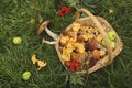 Harvesting mushrooms of boletus and chanterelles in a basket Royalty Free Stock Photo